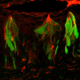 Image: T1R receptors on the tongue in green and the newly found enzymes in red / Karen Yee, Monell Center